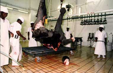 an elephant being butchered
